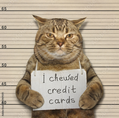 The handsome cat chewed credit cards. He was arrested for this.