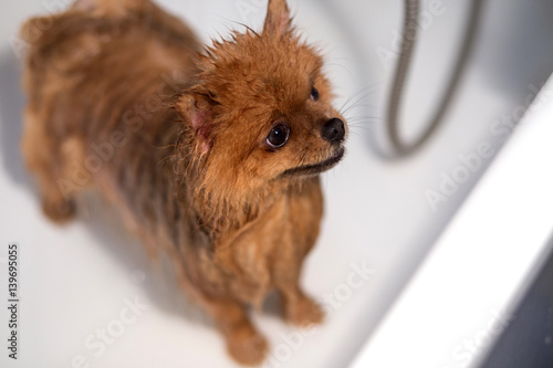 Well groomed dog. Grooming. Grooming of a pomeranian dog. Funny pomeranian in the bath. Dog taking a shower. Dog on white background.  photo