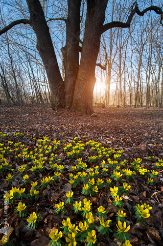 Fototapeta Naklejka Na Ścianę i Meble -  Winter aconite yellow flower on spring meadow