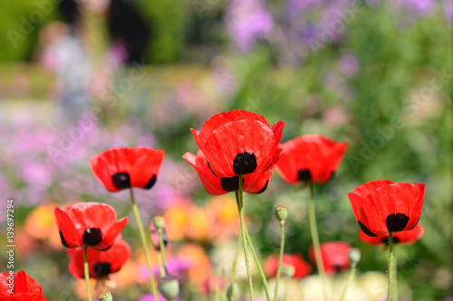 芥子の花　
poppy flowers photo