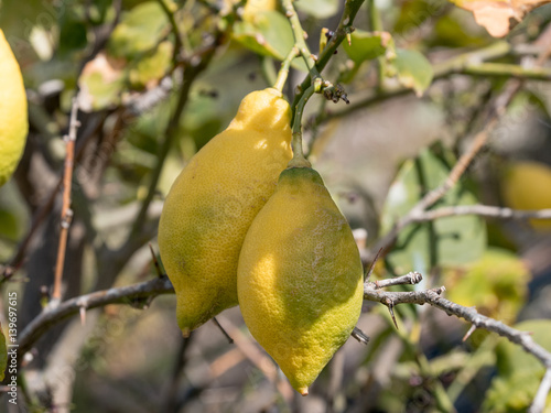 Lemons growing on lemon tree and blue sky