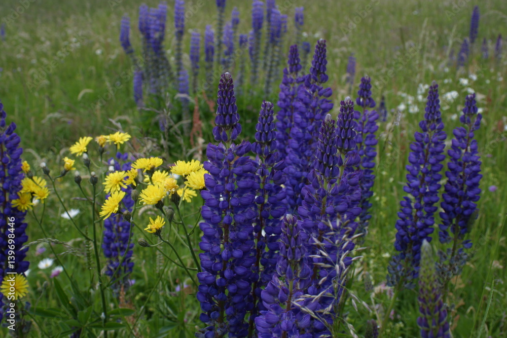 Obraz premium Blaue Lupine, Garten Kräuter, Beeren, Blüten