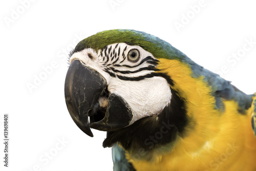 blue and gold macaw headshot on white background, clipping path