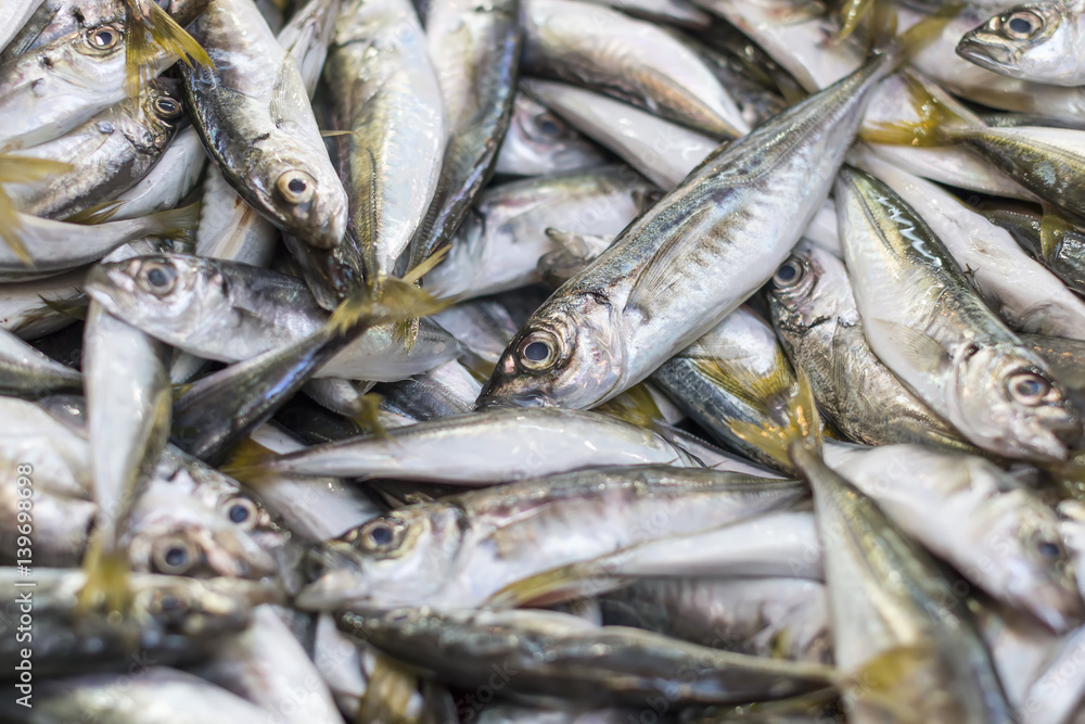 horse mackerel fish horse mackerel fish
