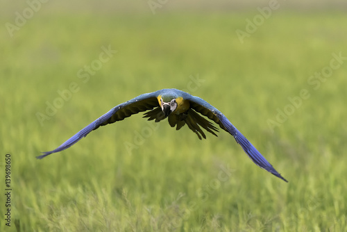 blue and gold macaw flying in rice field