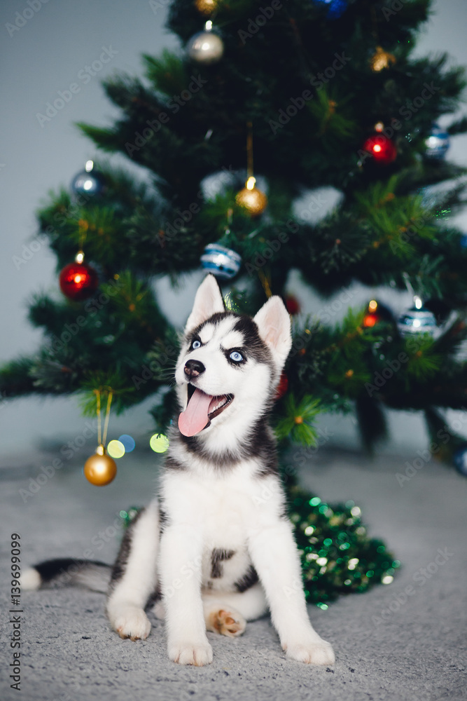 Obraz premium puppy of a husky on the background of a Christmas tree. A gift for Christmas.