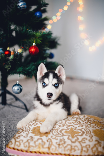 puppy of a husky on the background of a Christmas tree. A gift for Christmas.