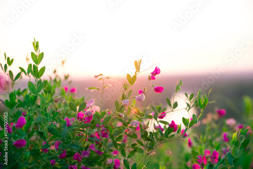 Fototapeta Naklejka Na Ścianę i Meble -  Beautiful landscape sunrise over a meadow with pink wildflowers. The idea of the background of Mother's day, 8 March and World environment day. Soft focus