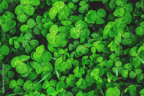 Fototapeta Beautiful background with green clover leaves for Saint Patrick's day
