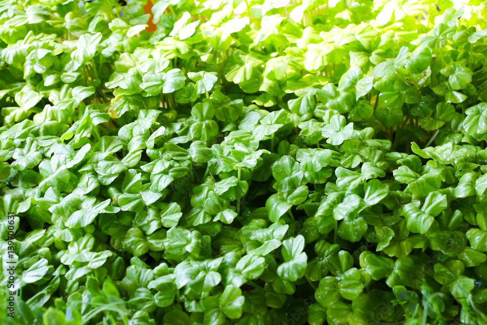 Obraz premium daikon sprout