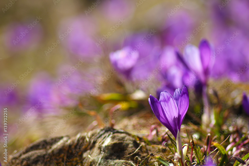 Beautiful purple crocuses on a meadow Beautiful purple crocuses on a meadow