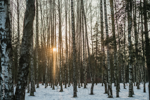 Sunset in the woods