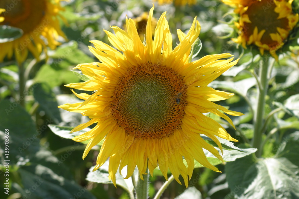 Fototapeta premium Sonnenblumen_Felder_Vögel