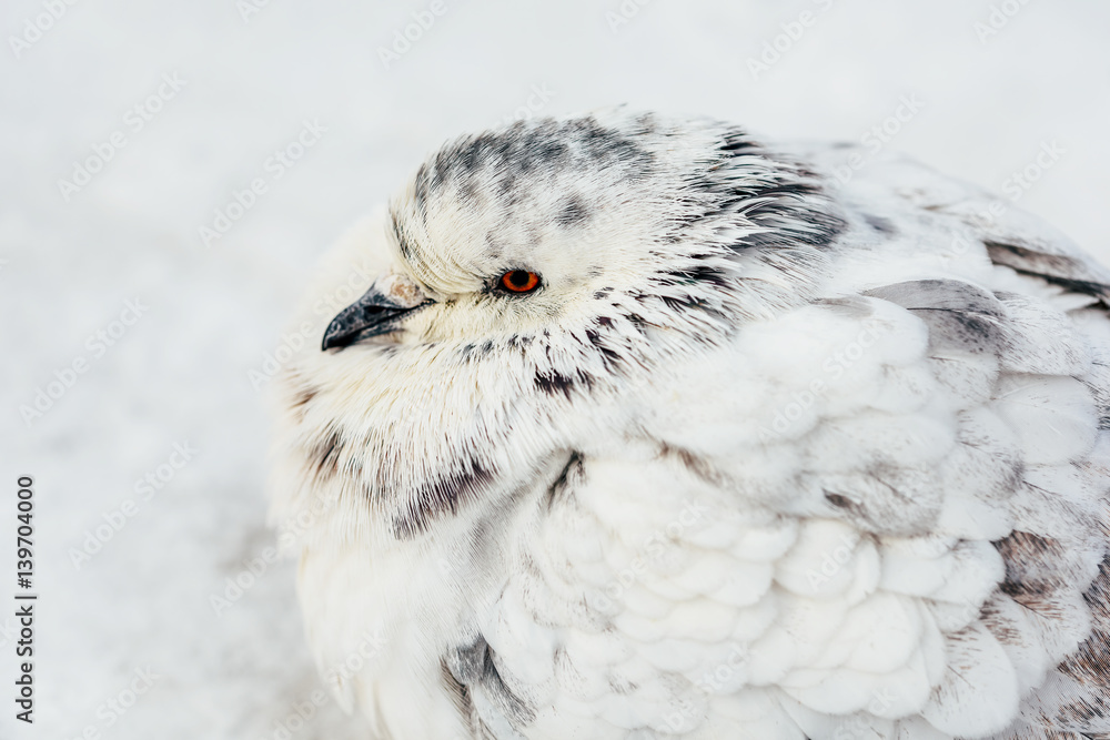 Obraz premium White And Gray Pigeon Bird Freezing In Cold Winter Weather