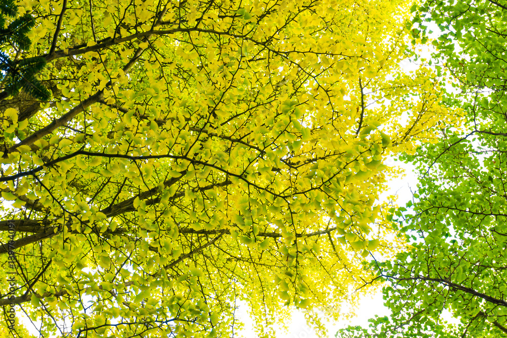 Yellow autumn tree branch background Yellow autumn tree branch background