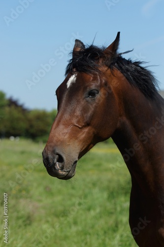 Fototapeta Naklejka Na Ścianę i Meble -  Beautiful horse on a meadow in summer