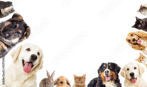Set of pets