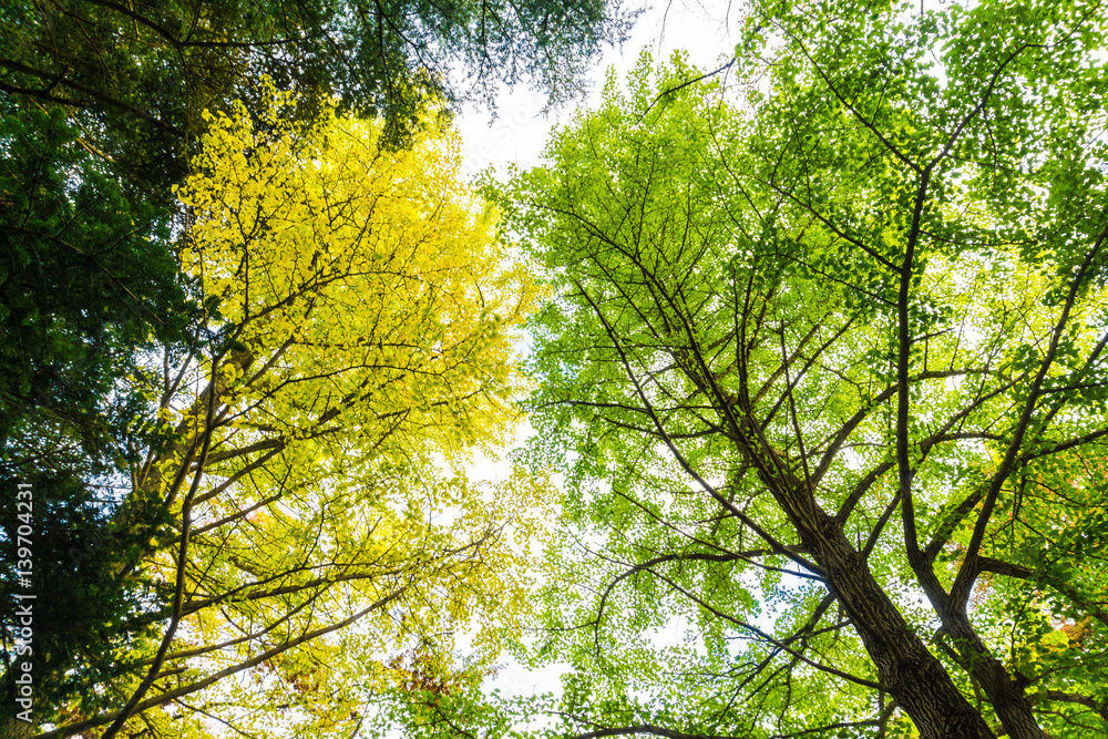 Fototapeta premium Yellow autumn tree branch background