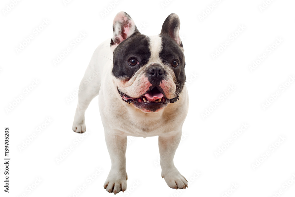 French Bulldog