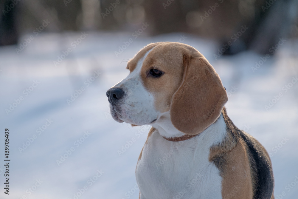 Portrait of a Beagle in the snow