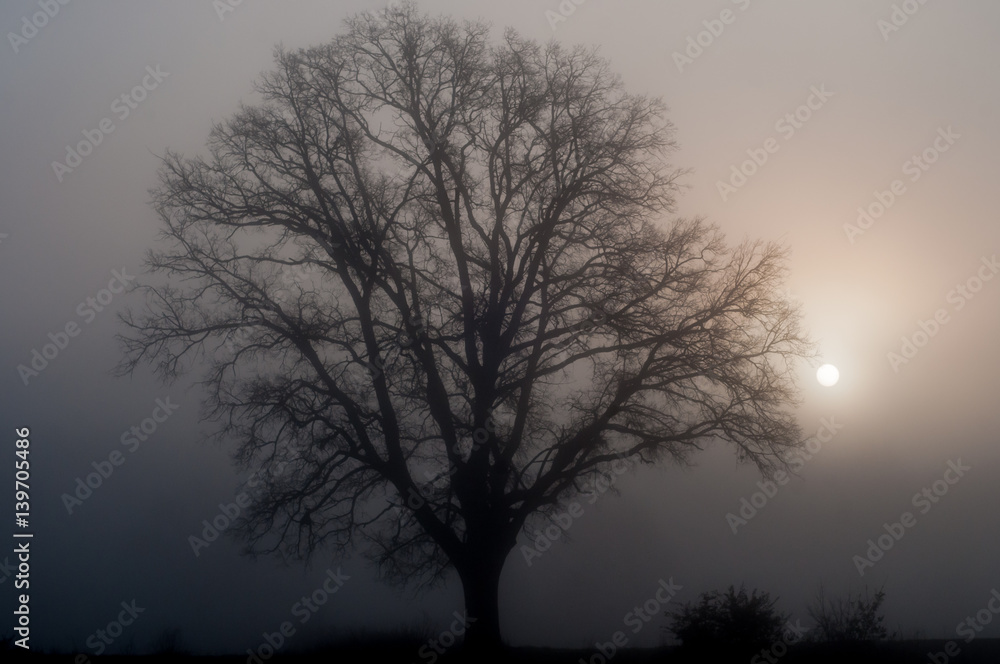 Roble sin hojas, niebla y sol