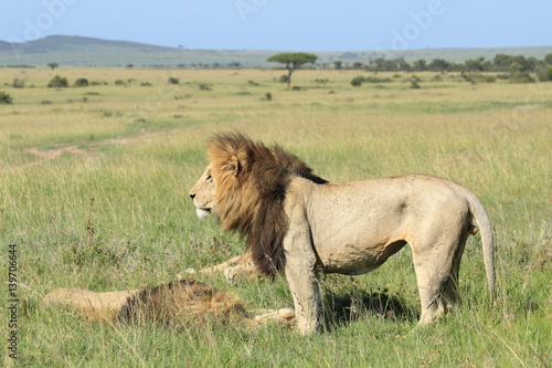 Mature lion standing with others sleeping in Kenya