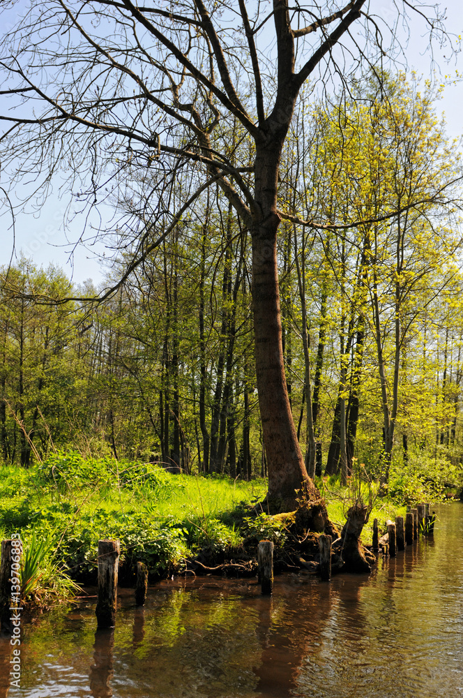 Fototapeta premium culture landscape of Spreewald forest in Brandenburg Germany