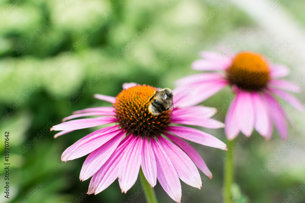 Closeup view on honey bee collecting nectar on purple flower. Bee and Echinacea flower with green grass on bokeh background Closeup view on honey bee collecting nectar on purple flower. Bee and Echinacea flower with green grass on bokeh background