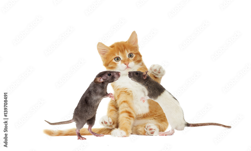 kitten And rat looking
