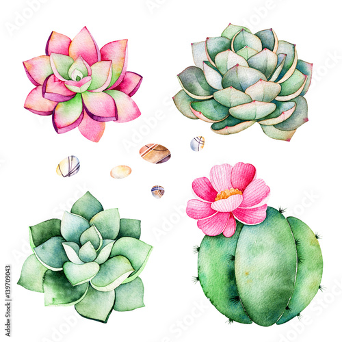 Watercolor collection with succulents plants,pebble stones,cactus.Handpainted iclipart isolated on white background.World of succulent and cactus collction.Perfect for your unique design,logo,patterns photo