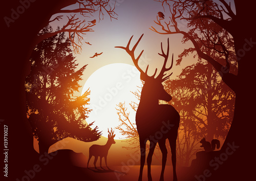 Forêt - Nature - Chemin - Animaux - Arbre - Sauvage
