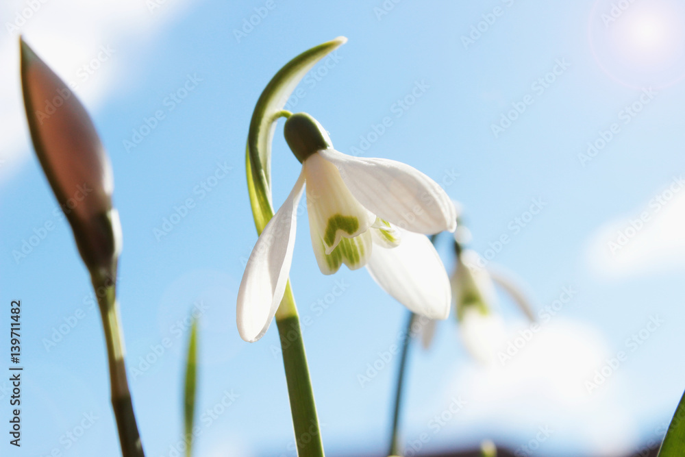 Schneeglöckchen bei Sonnenschein und blauem Himmel, galanthus Schneeglöckchen bei Sonnenschein und blauem Himmel, galanthus