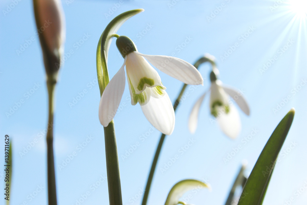 Fototapeta premium Schneeglöckchen bei Sonnenschein und blauem Himmel, galanthus
