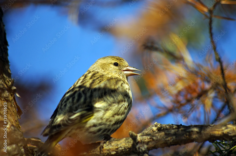 Pine siskin singing Pine siskin singing