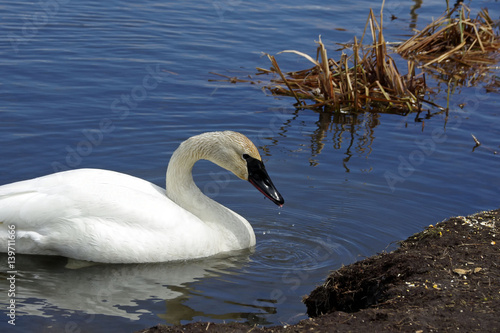 Trumpeter Swan with tongue out
