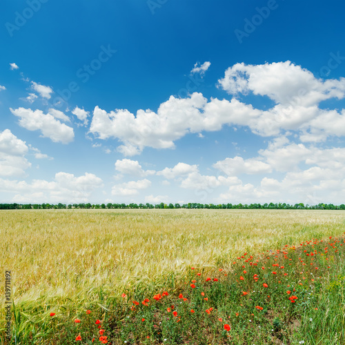 green agricultural field with red poppies under blue cloudy sky