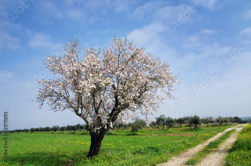 solitary almond tree in south of Portugal