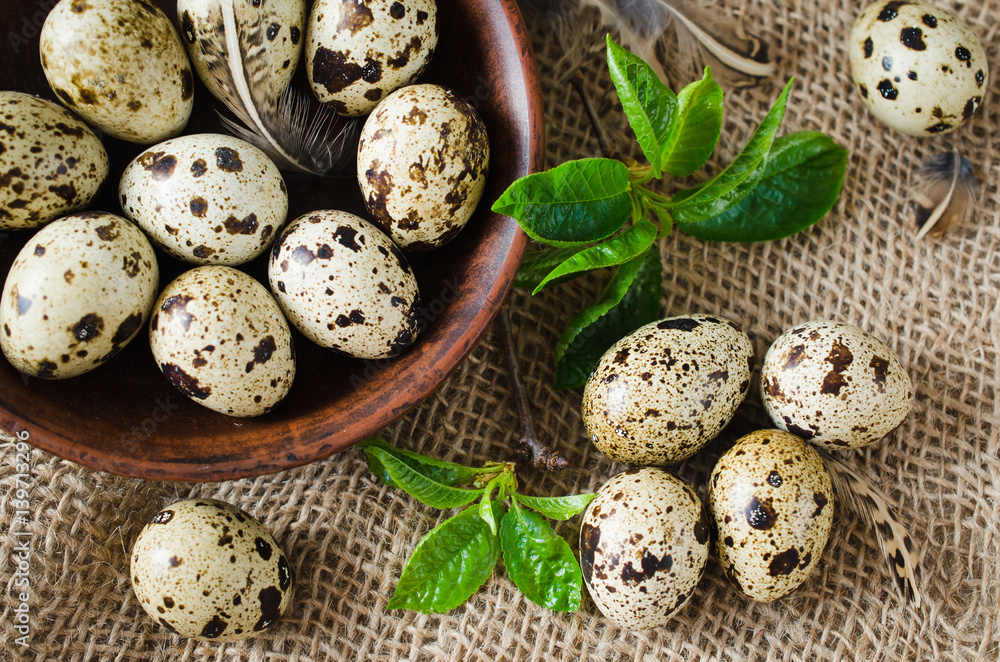 Fresh Organic Quail Eggs and Spring Foliage. Fresh Organic Quail Eggs and Spring Foliage.