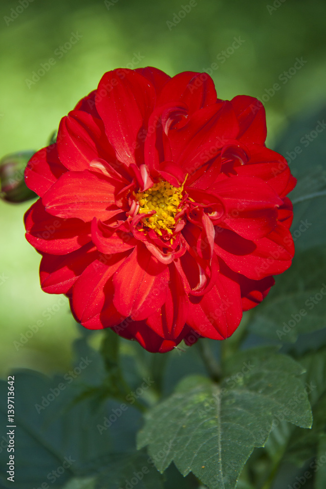 Red Dahlia flower in garden full bloom. Red Dahlia flower in garden full bloom.