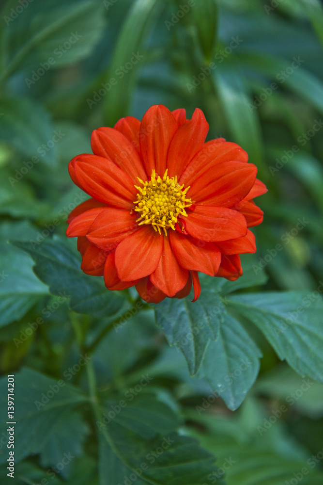Red Dahlia flower in garden full bloom. Red Dahlia flower in garden full bloom.