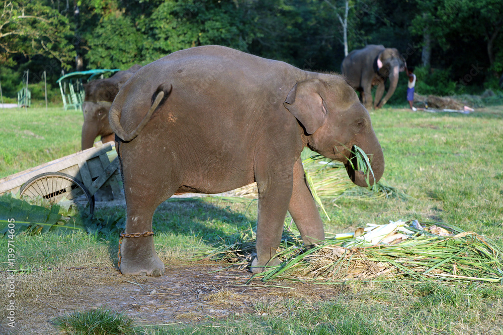 Fototapeta premium Resting time. Elephants in the stable.