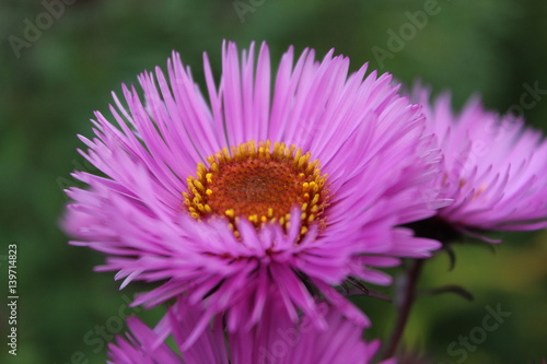 A close-up photo on a violet autumn flower.