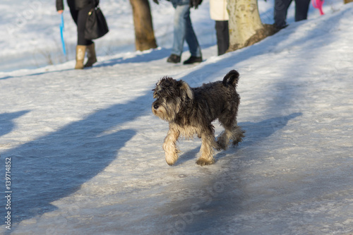 Yorkshirer terrier stepping out briskly among people on a winter street at weekend photo