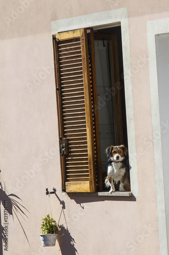 Laconi: cucciolo di cane affacciato alla finestra - Sardegna photo