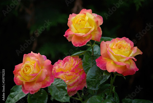 Roses jaune et rose au jardin au printemps