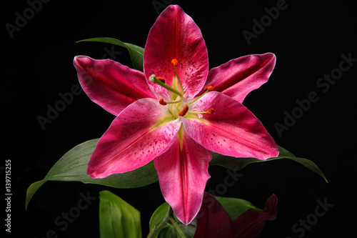 Fototapeta Naklejka Na Ścianę i Meble -  flower on black background close-up