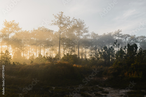 Misty pine forest in a nature.