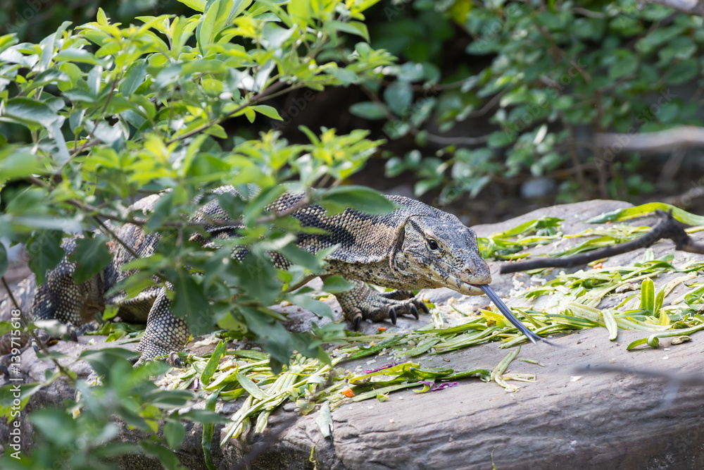 Varan leaves the bushes Varan leaves the bushes