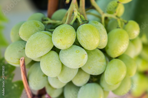 White wine bunched of grapes background in sunlight