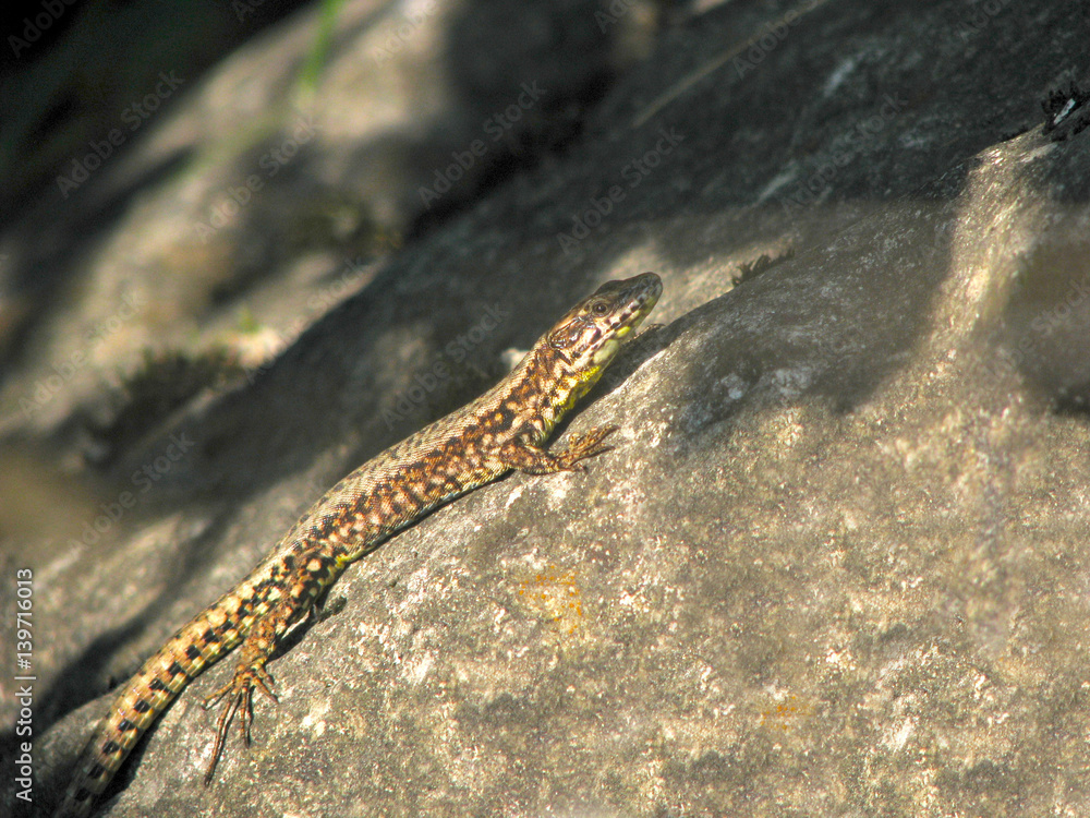 Naklejka premium Lizard on stone